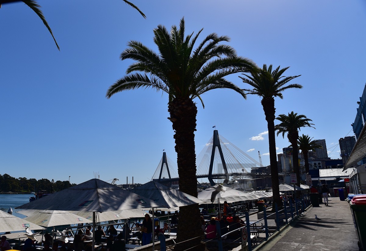 悉尼鱼市场——澳洲印象