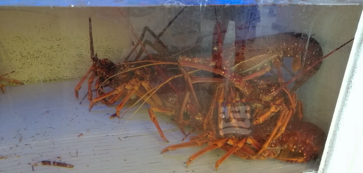 悉尼鱼市场——澳洲印象