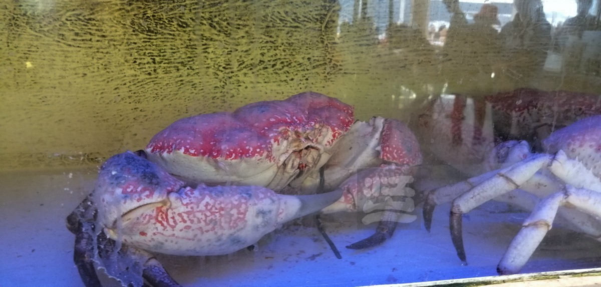 悉尼鱼市场——澳洲印象