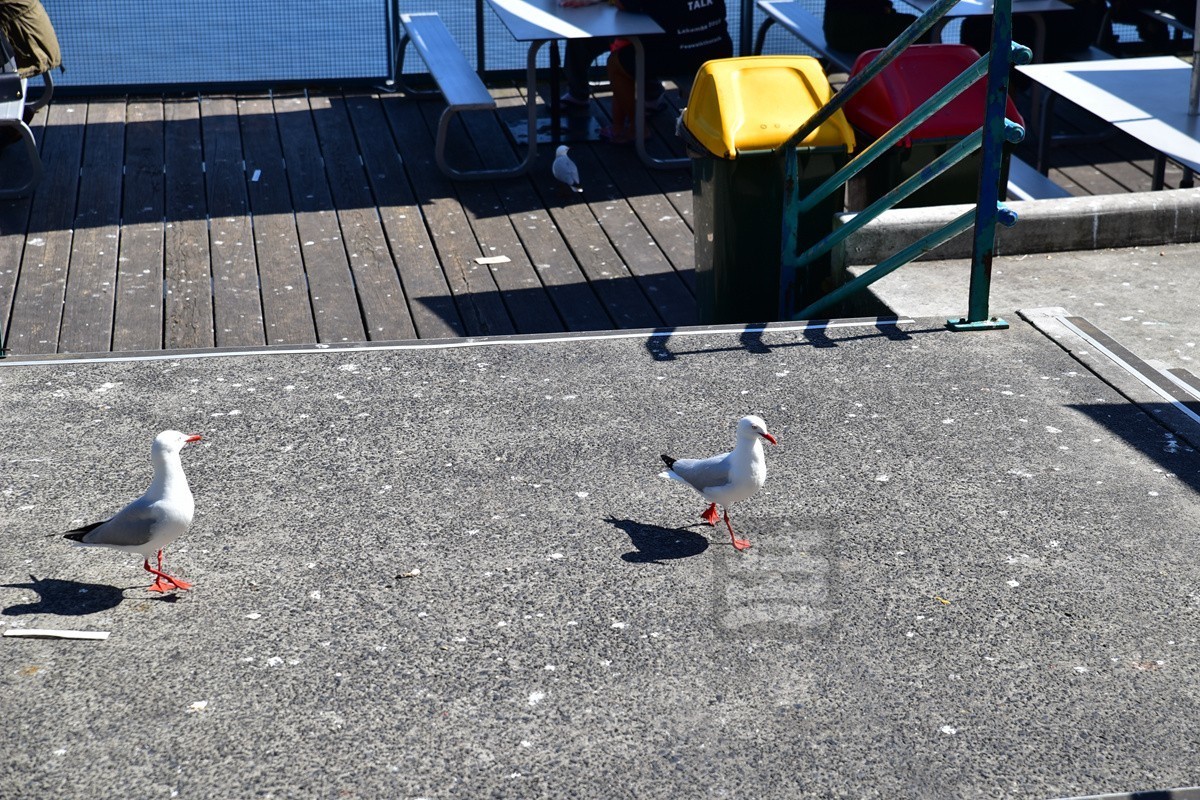 悉尼鱼市场——澳洲印象
