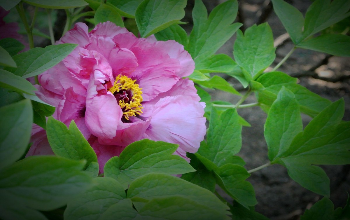 牡丹開花了(第四集)