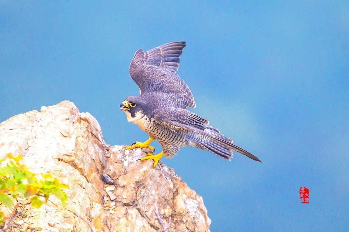 《游隼扑崖》