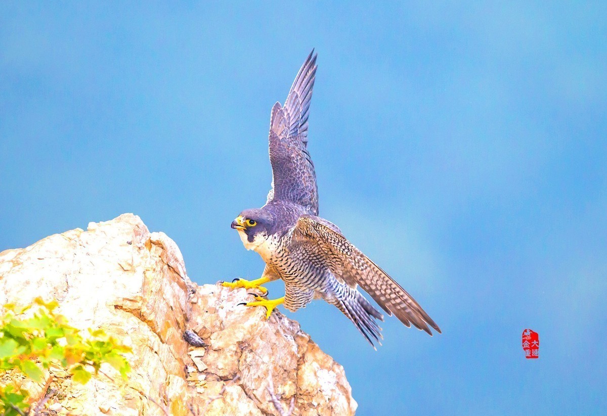 《游隼扑崖》