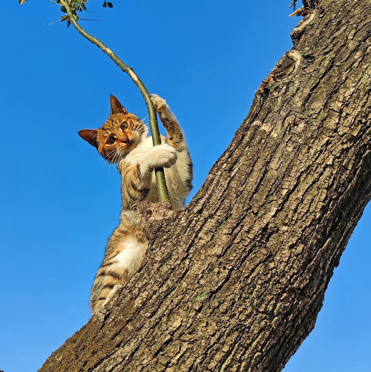 虎斑猫上树