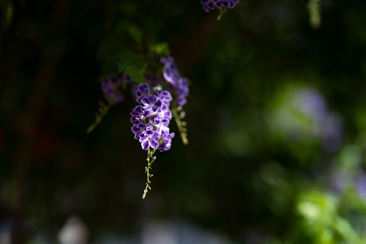 a7Rm4+Batis 135mm F2.8 Apo ( 花花草草 )