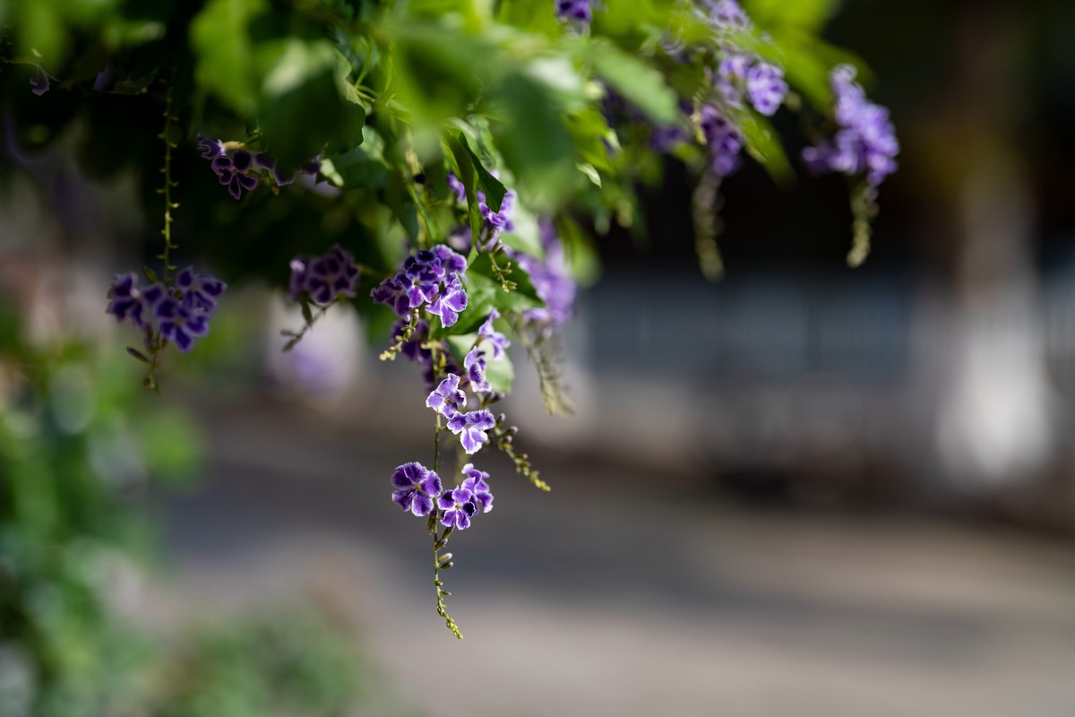 a7Rm4+Batis 135mm F2.8 Apo ( 花花草草 )