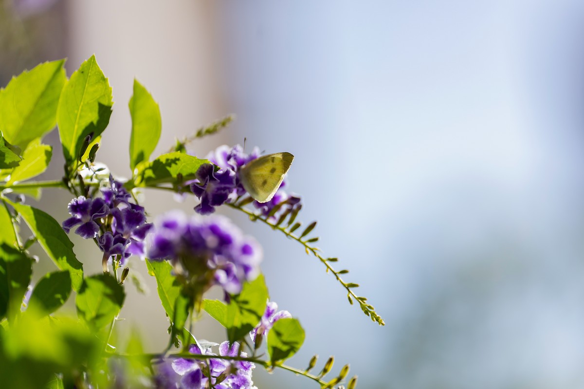 a7Rm4+Batis 135mm F2.8 Apo ( 花花草草 )