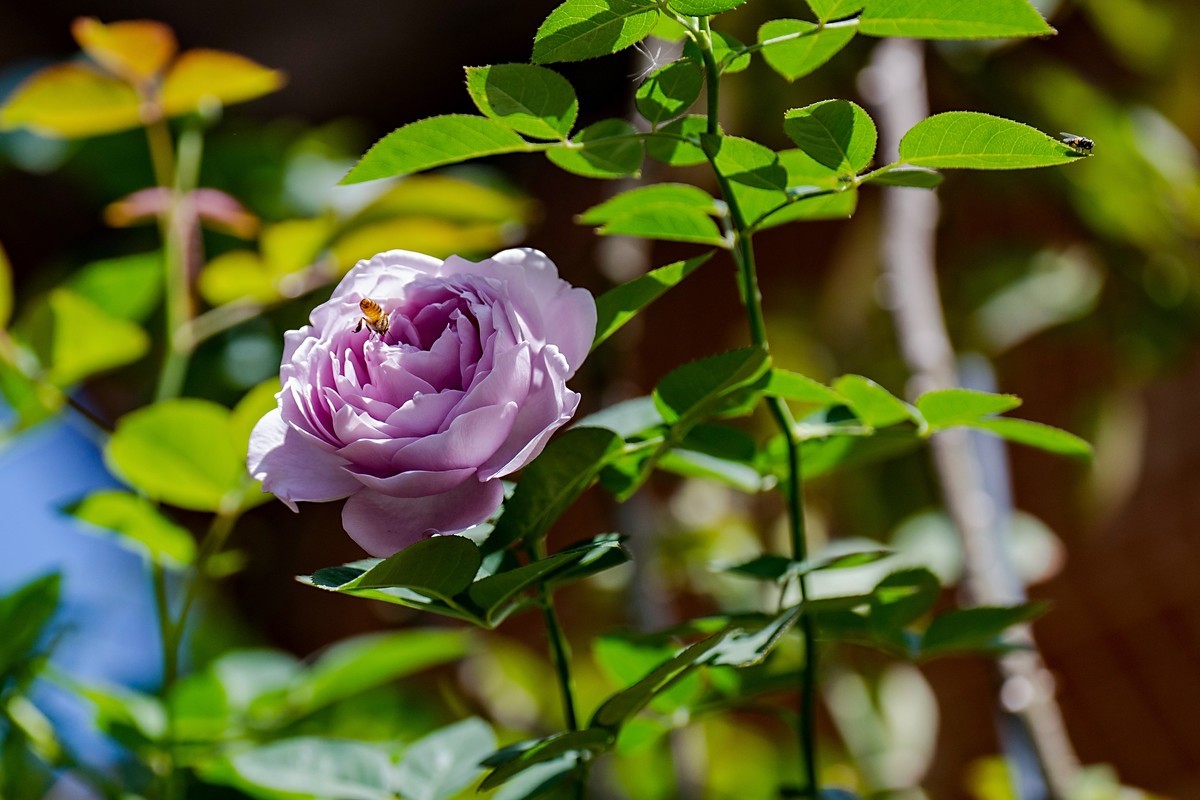 a7Rm4+Batis 135mm F2.8 Apo ( 花花草草 )