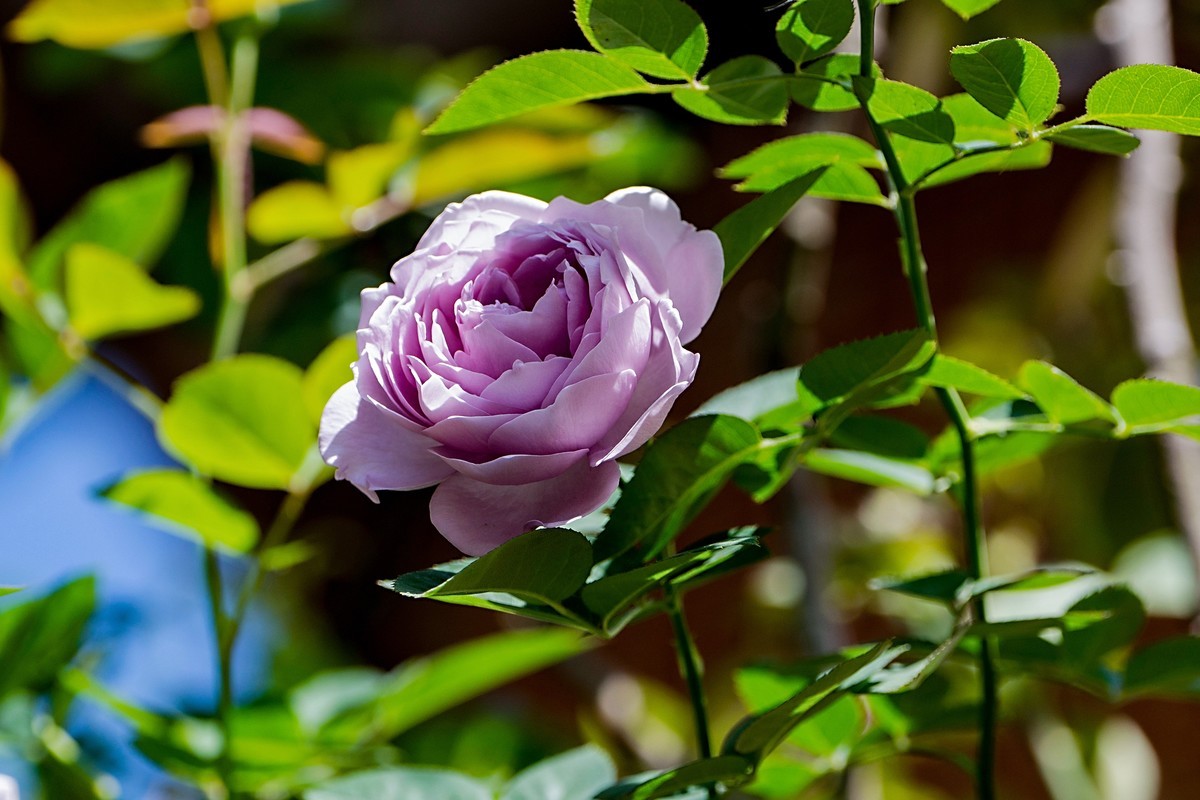 a7Rm4+Batis 135mm F2.8 Apo ( 花花草草 )