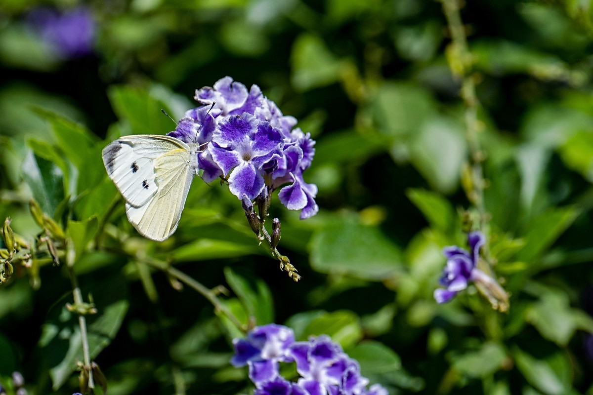 a7Rm4+Batis 135mm F2.8 Apo ( 花花草草 )