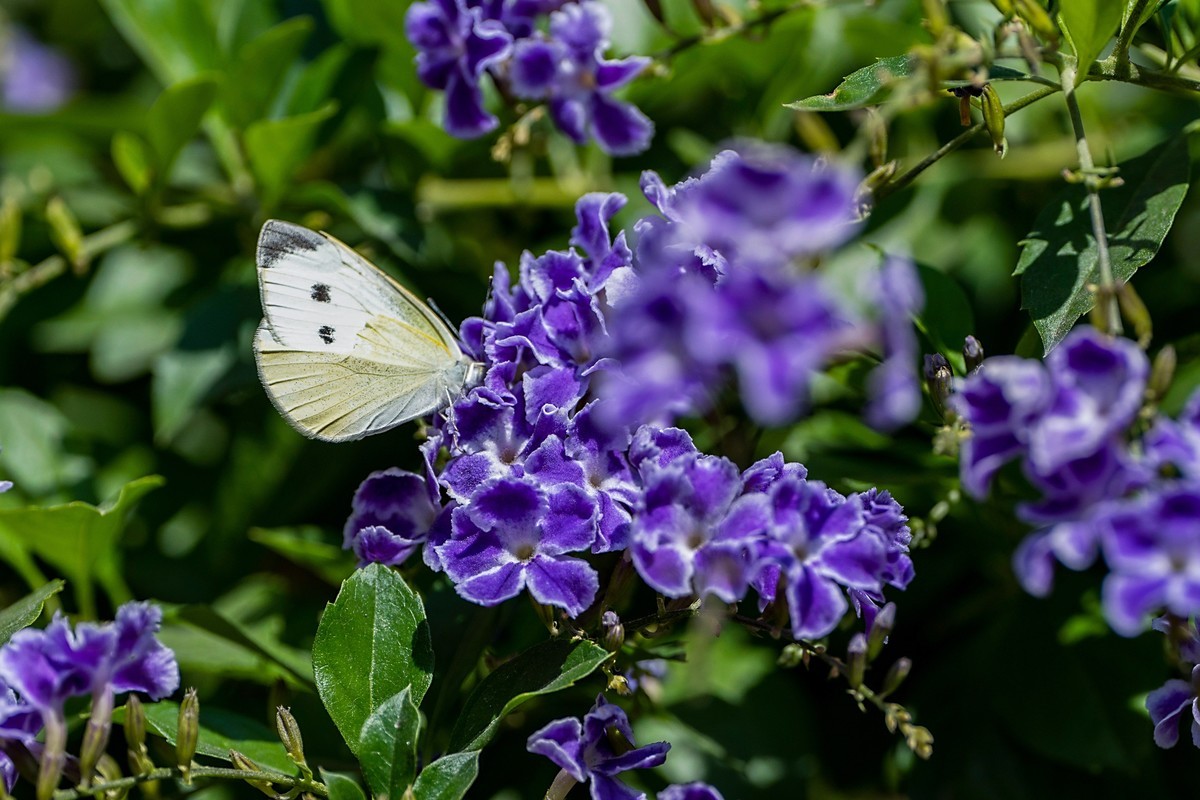 a7Rm4+Batis 135mm F2.8 Apo ( 花花草草 )