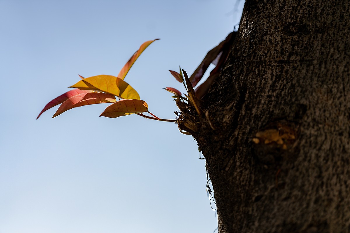 a7Rm4+Batis 135mm F2.8 Apo ( 花花草草 )