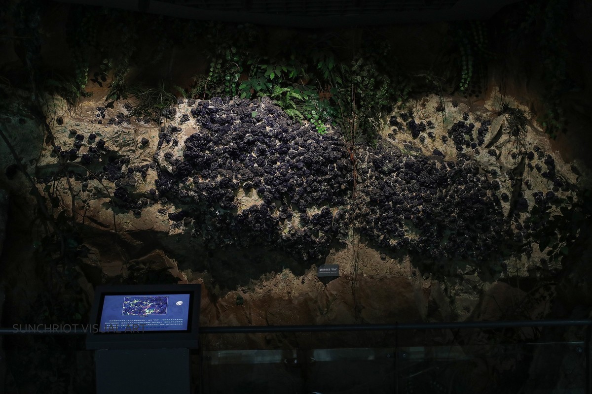 莱卡“光之子”试拍地质标本