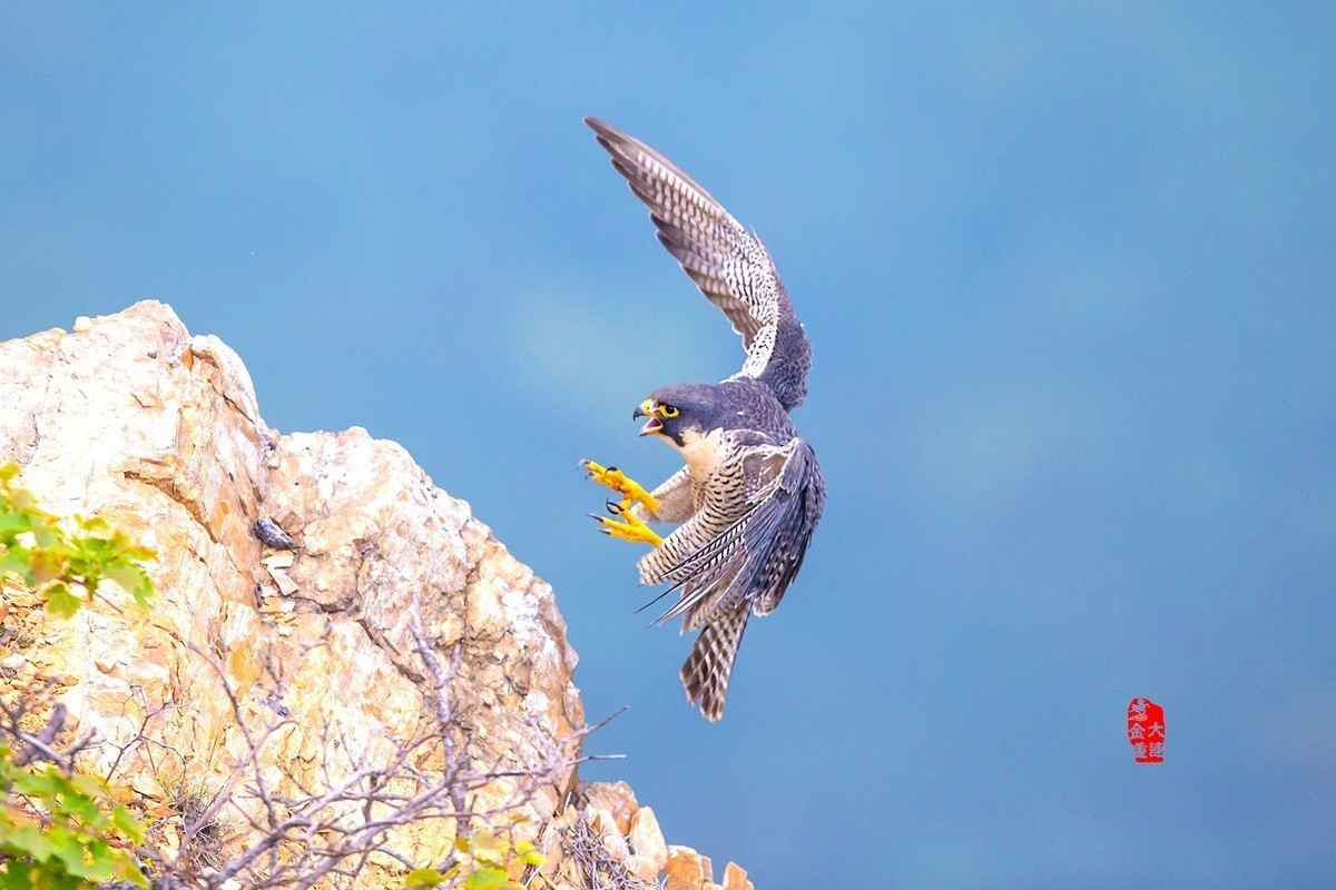 《游隼扑崖》