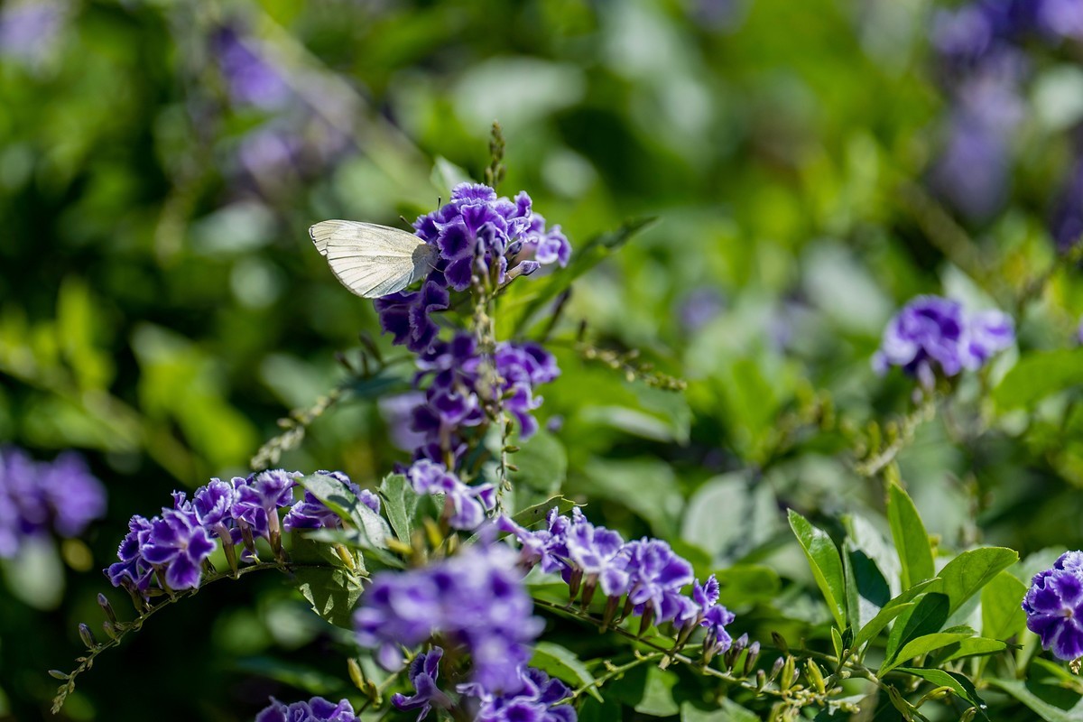 a7Rm4+Batis 135mm F2.8 Apo ( 花花草草 )