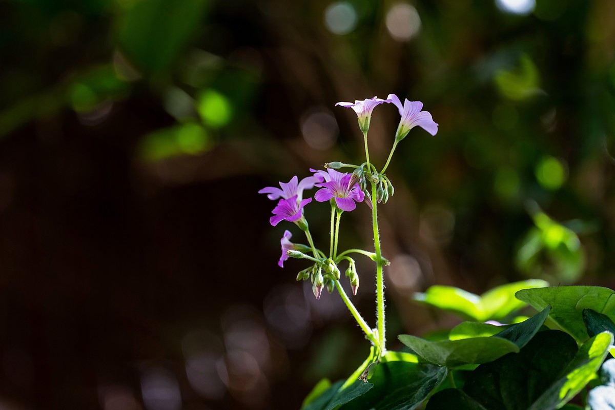a7Rm4+Batis 135mm F2.8 Apo ( 花花草草 )
