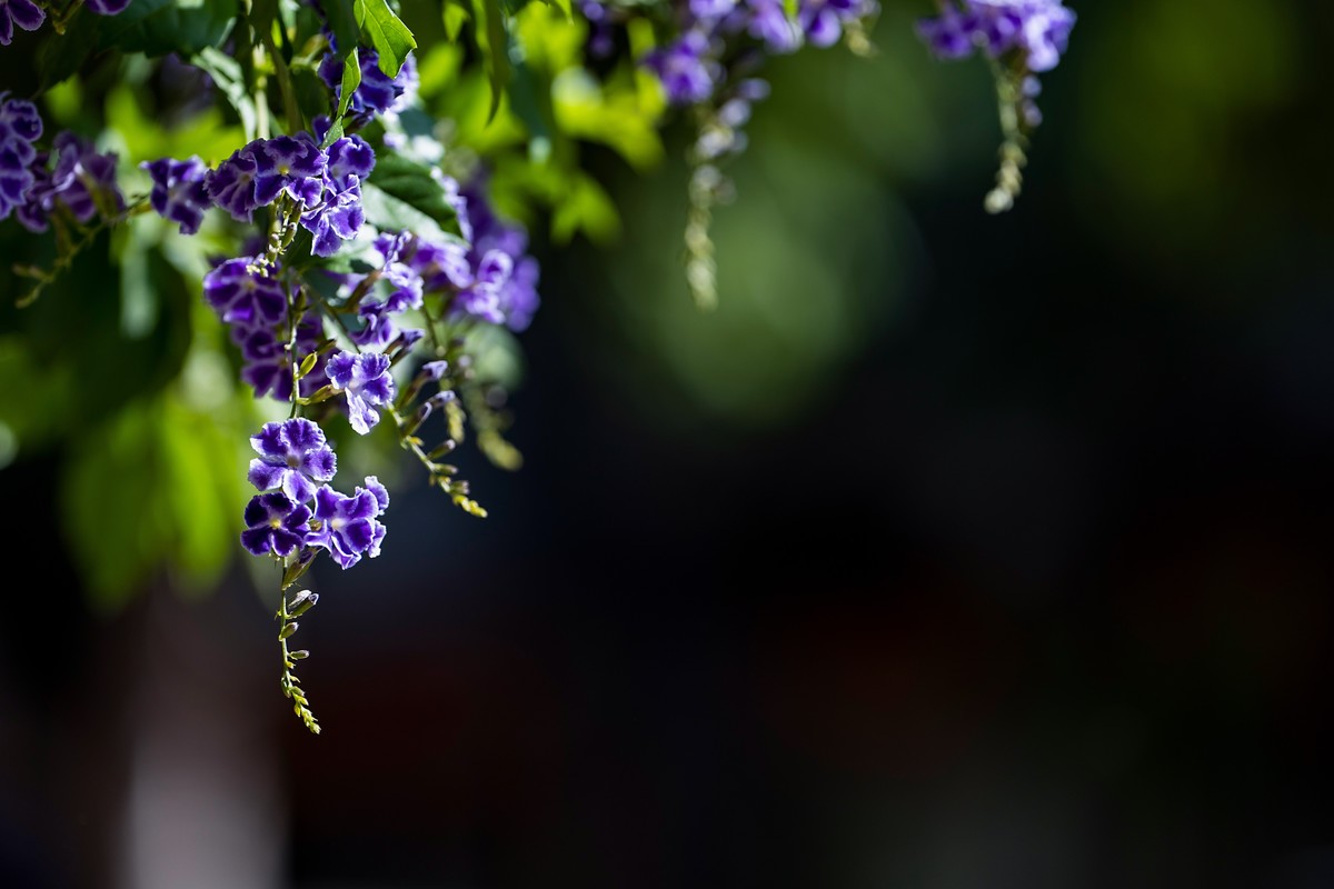 a7Rm4+Batis 135mm F2.8 Apo ( 花花草草 )