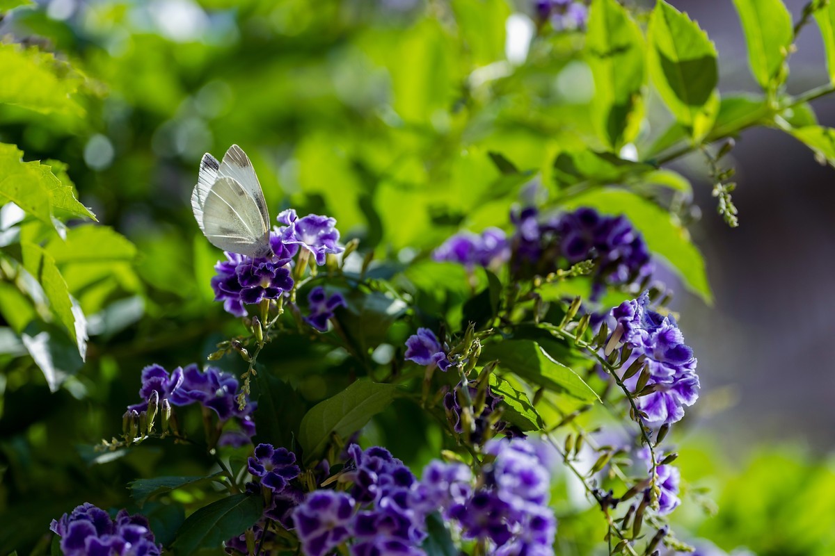 a7Rm4+Batis 135mm F2.8 Apo ( 花花草草 )