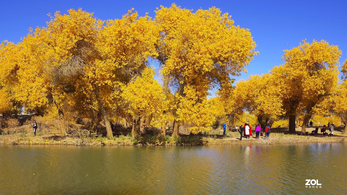 额济纳一～四道桥胡杨林【4】