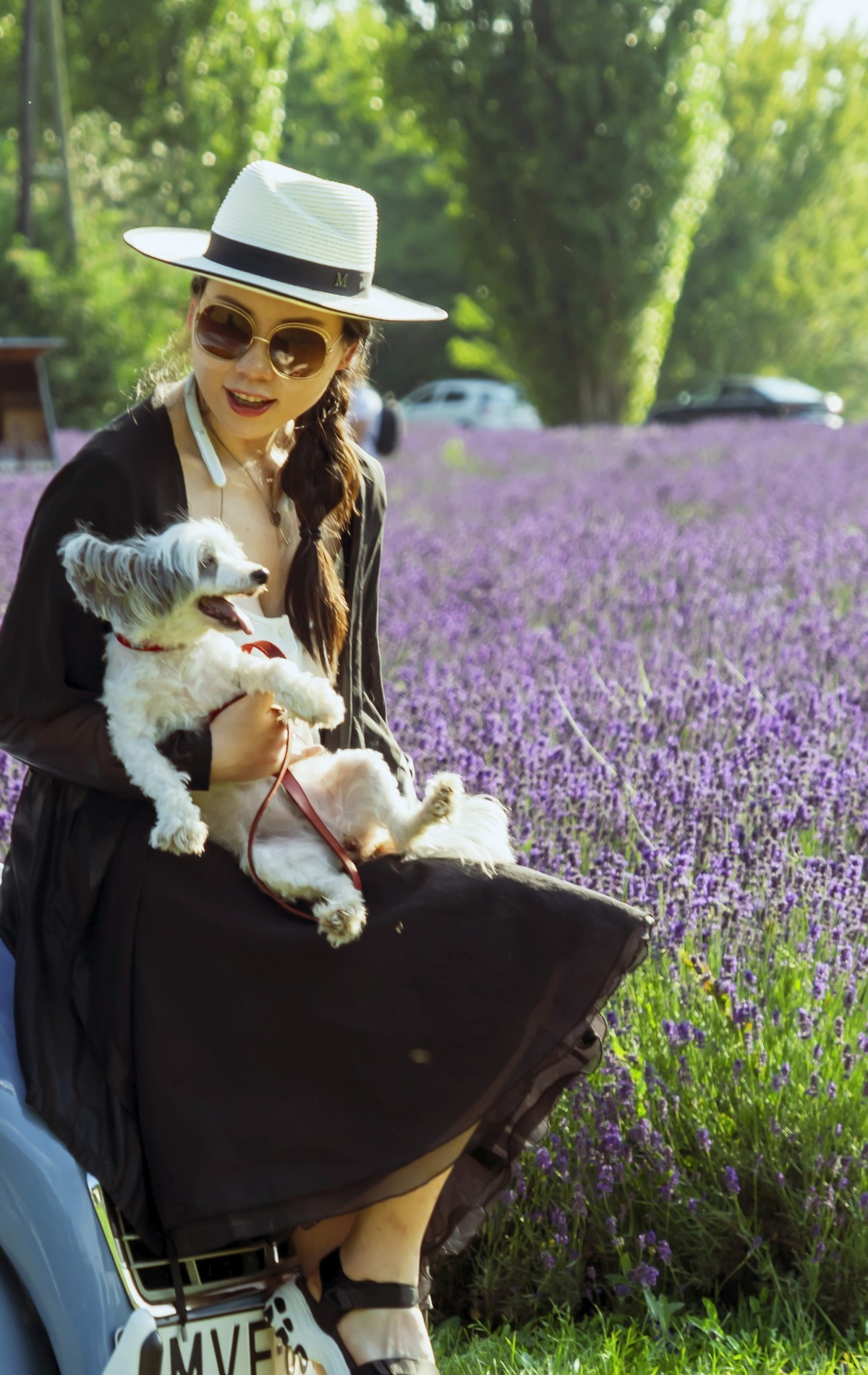 薰衣草园〈二〉