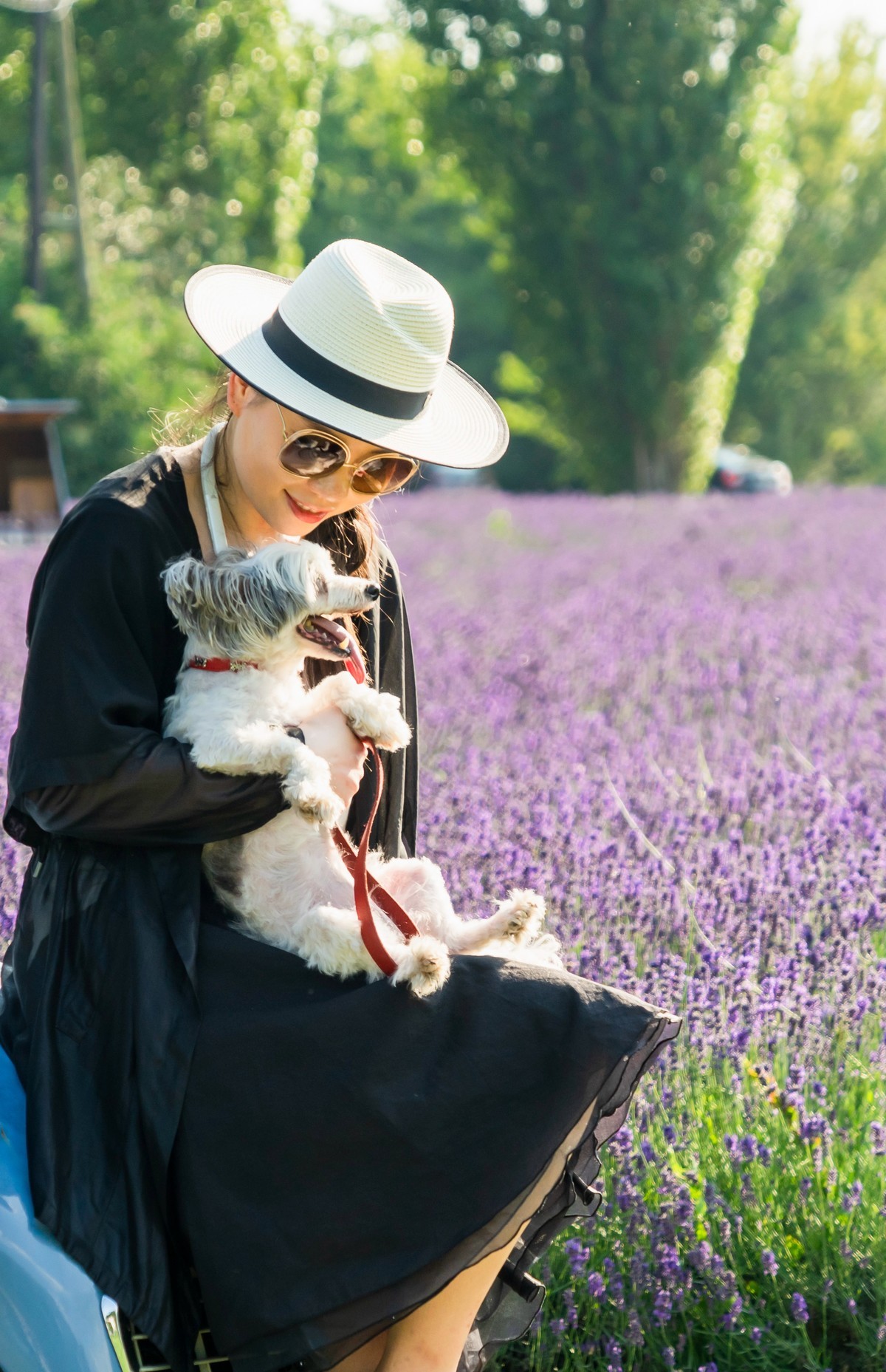 薰衣草园〈二〉