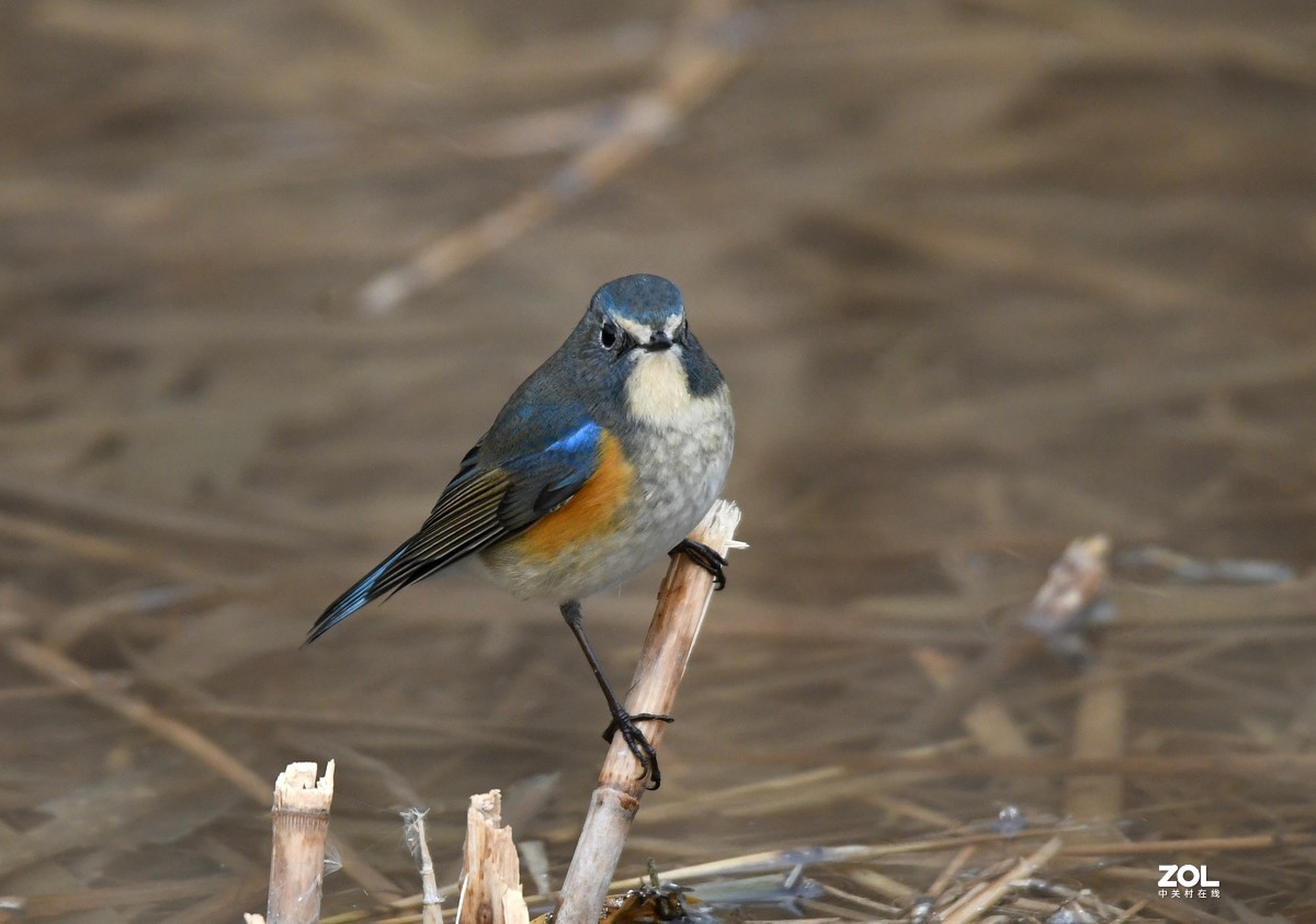 奥森公园——鸟片杂拍