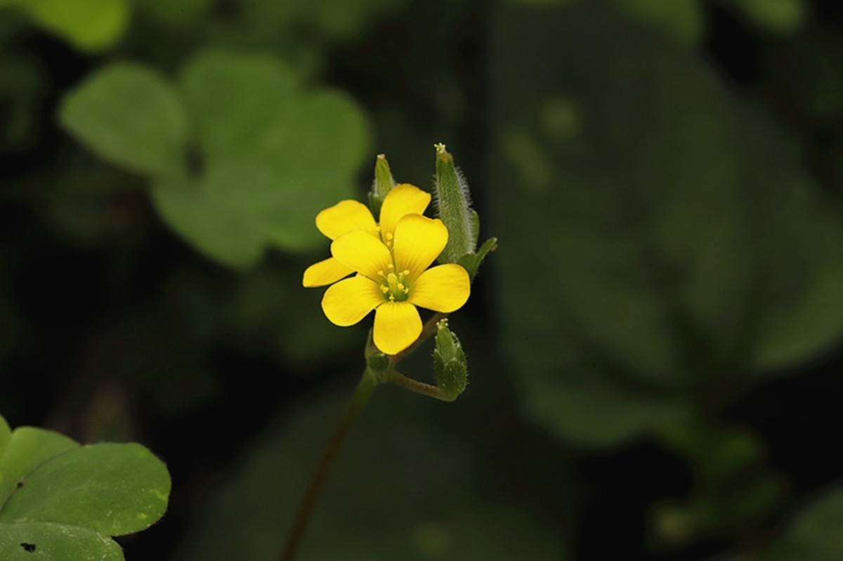 小小黄花酢浆草