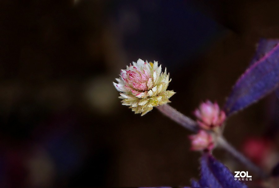 190【海南游摄日记】21.02.05海南：临髙县，长岛兰湾：莲子草！