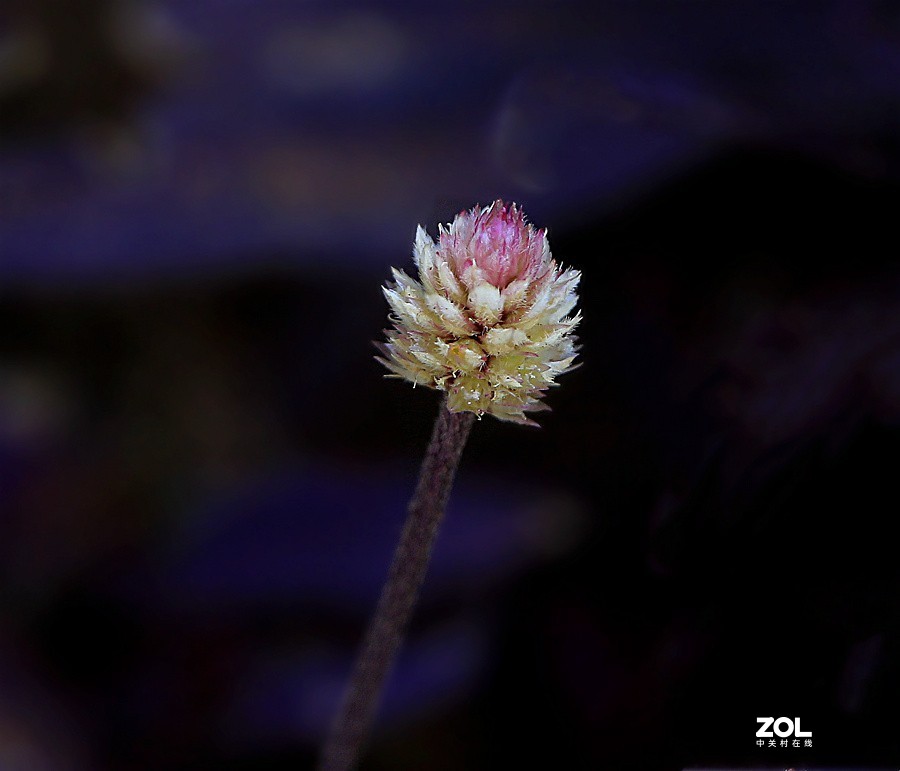 190【海南游摄日记】21.02.05海南：临髙县，长岛兰湾：莲子草！