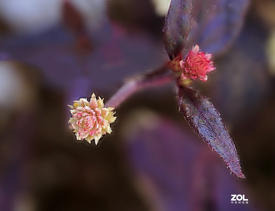 190【海南游摄日记】21.02.05海南：临髙县，长岛兰湾：莲子草！