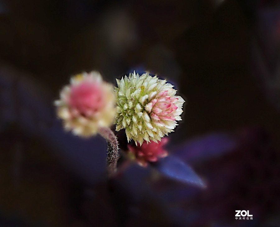 190【海南游摄日记】21.02.05海南：临髙县，长岛兰湾：莲子草！