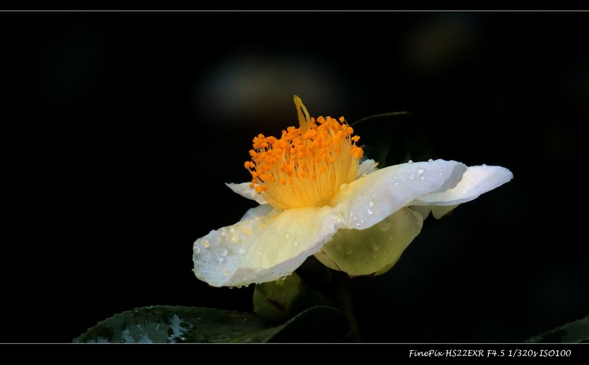 又见茶花开(4)