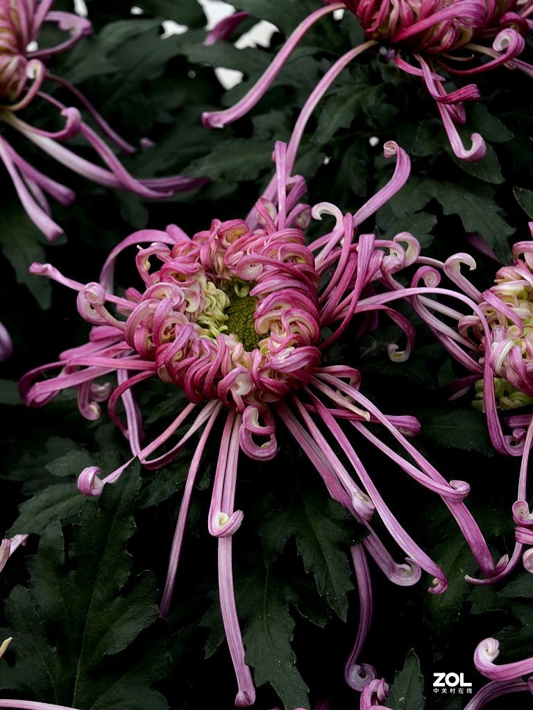 金秋赏菊-6