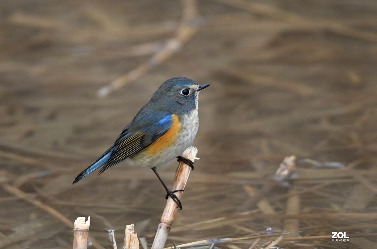 奥森公园——鸟片杂拍