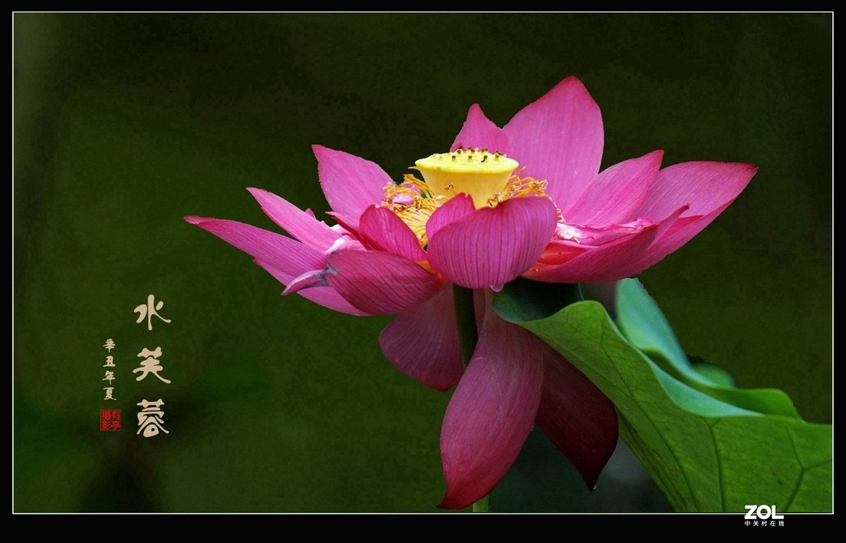 水芙蓉210720(1)