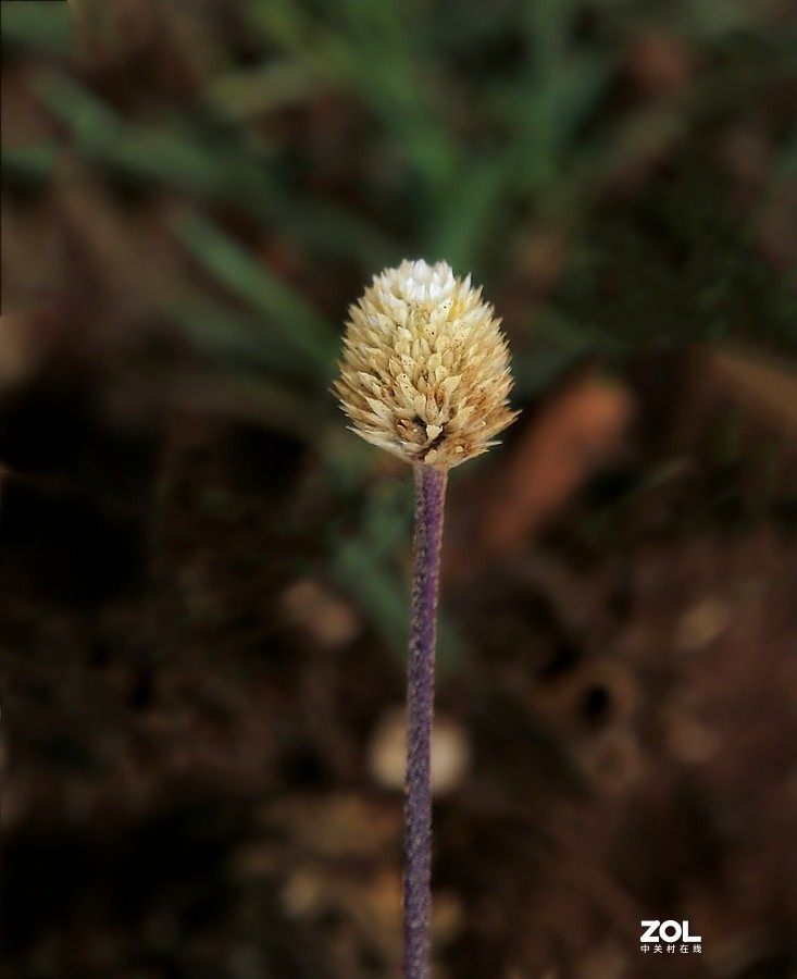 190【海南游摄日记】21.02.05海南：临髙县，长岛兰湾：莲子草！