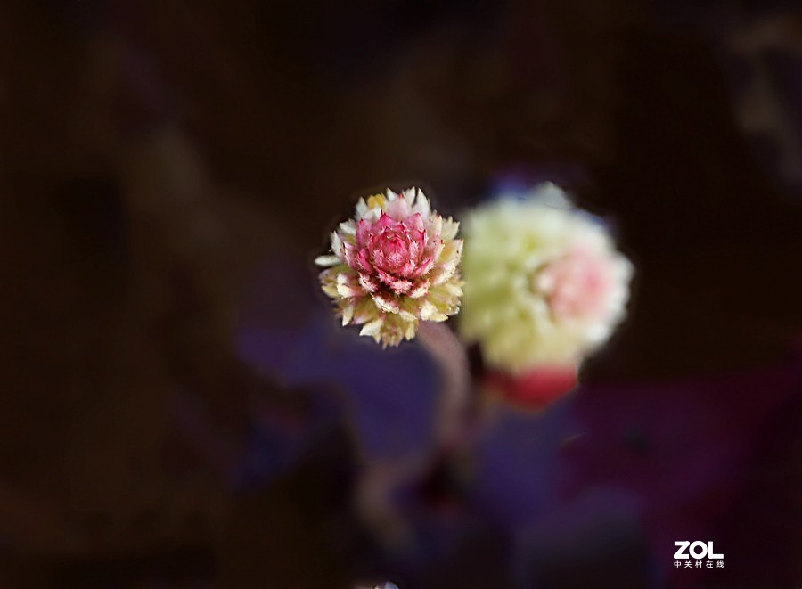 190【海南游摄日记】21.02.05海南：临髙县，长岛兰湾：莲子草！