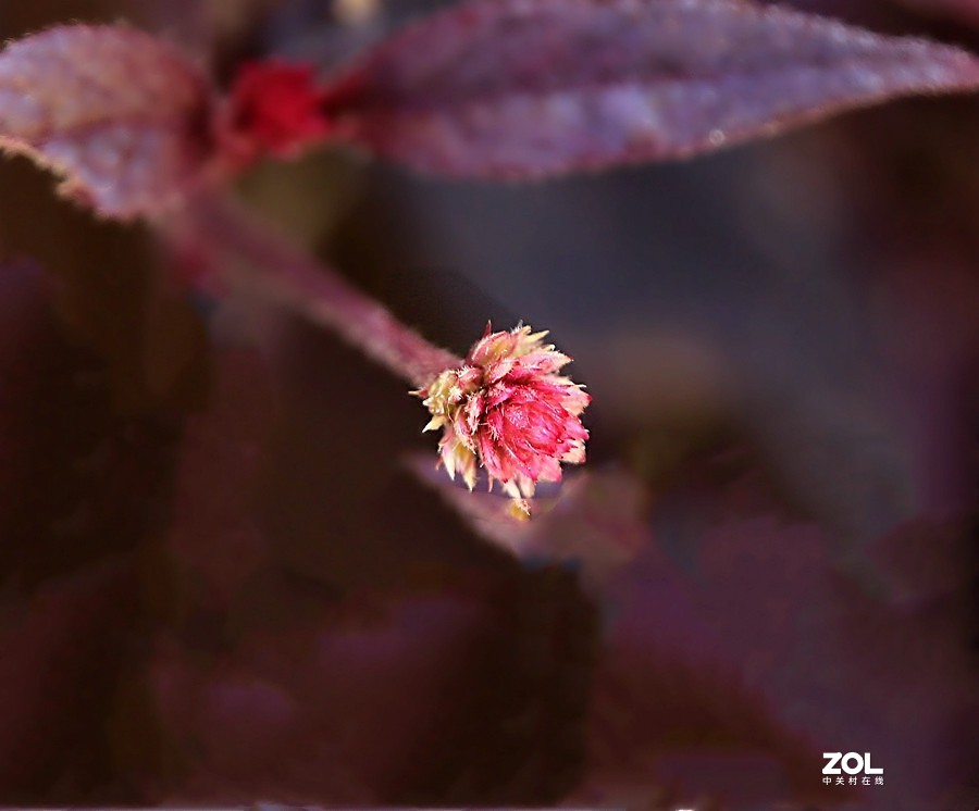 190【海南游摄日记】21.02.05海南：临髙县，长岛兰湾：莲子草！