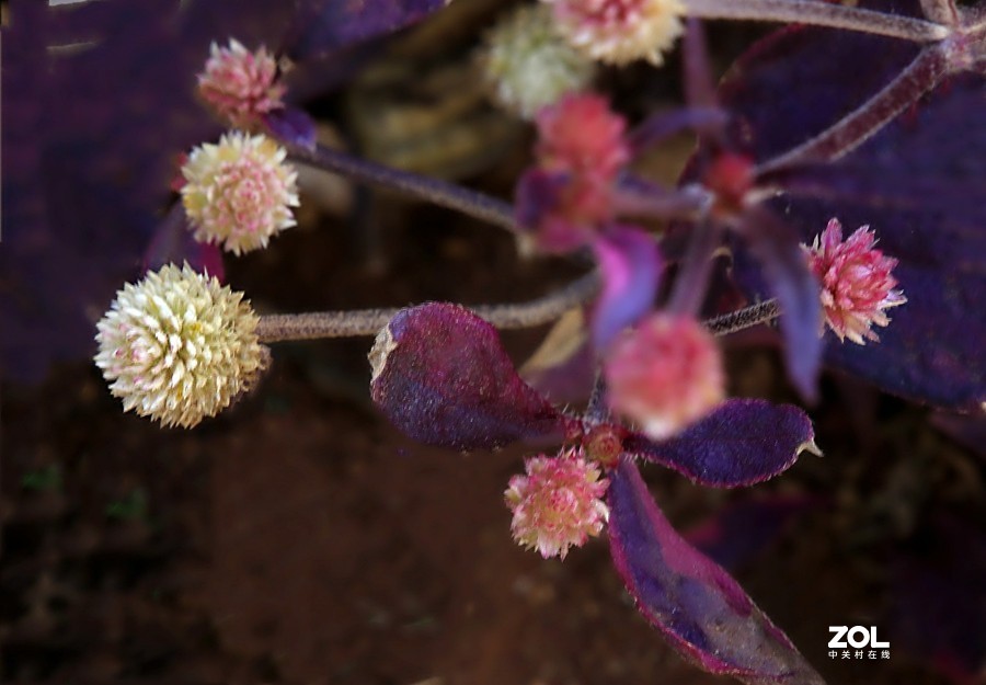 190【海南游摄日记】21.02.05海南：临髙县，长岛兰湾：莲子草！