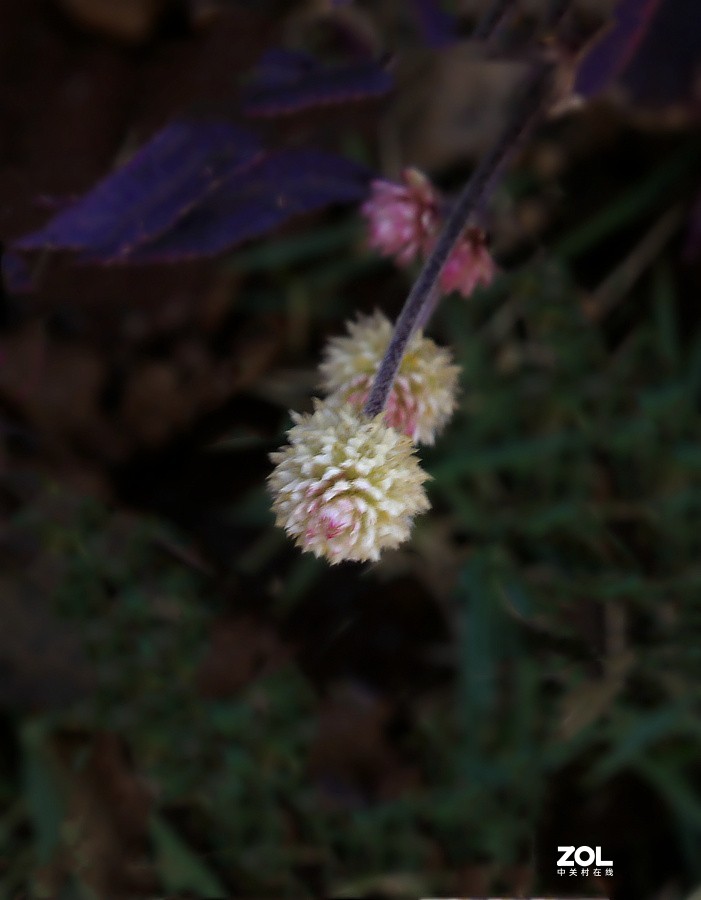 190【海南游摄日记】21.02.05海南：临髙县，长岛兰湾：莲子草！