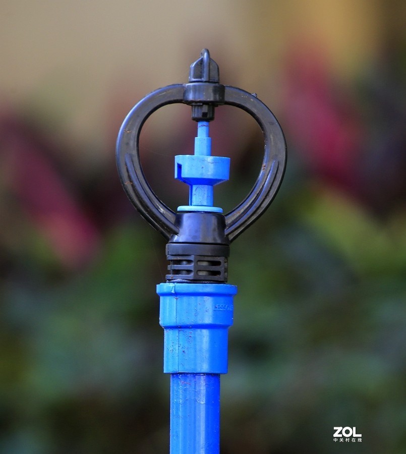 190【海南游摄日记】21.02.05海南：临髙县，长岛兰湾：莲子草！