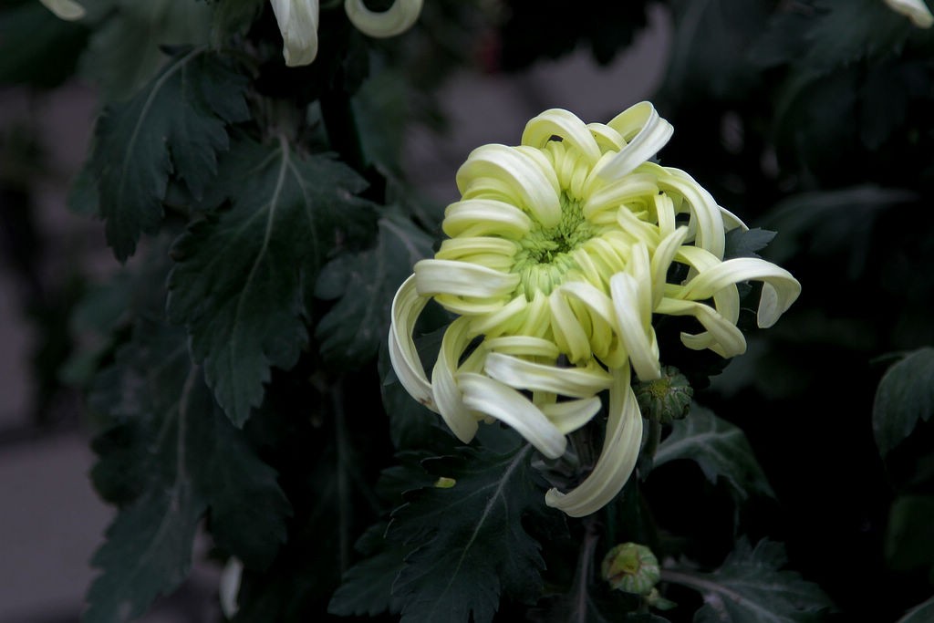 傲霜斗雪的菊花-39