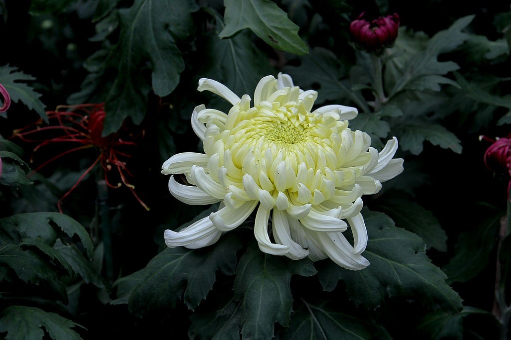 傲霜斗雪的菊花39