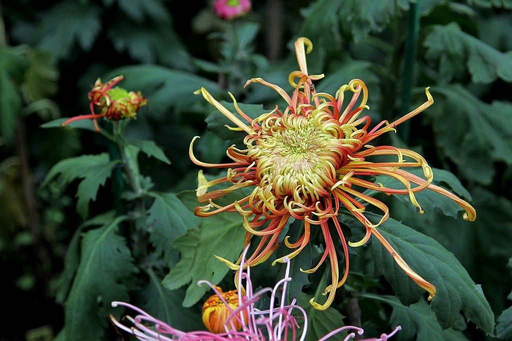 傲霜斗雪的菊花39