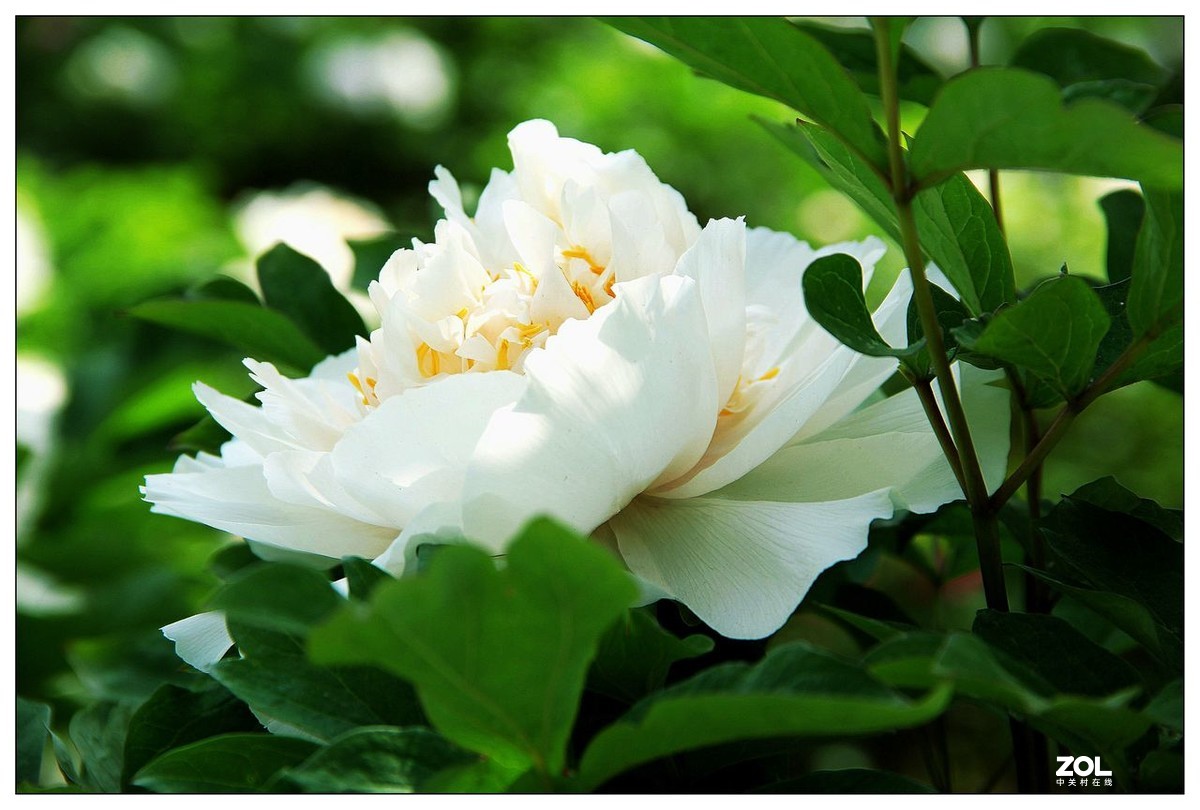 白色牡丹花