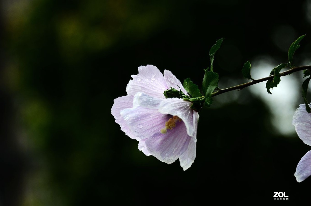 花卉系列【2065】