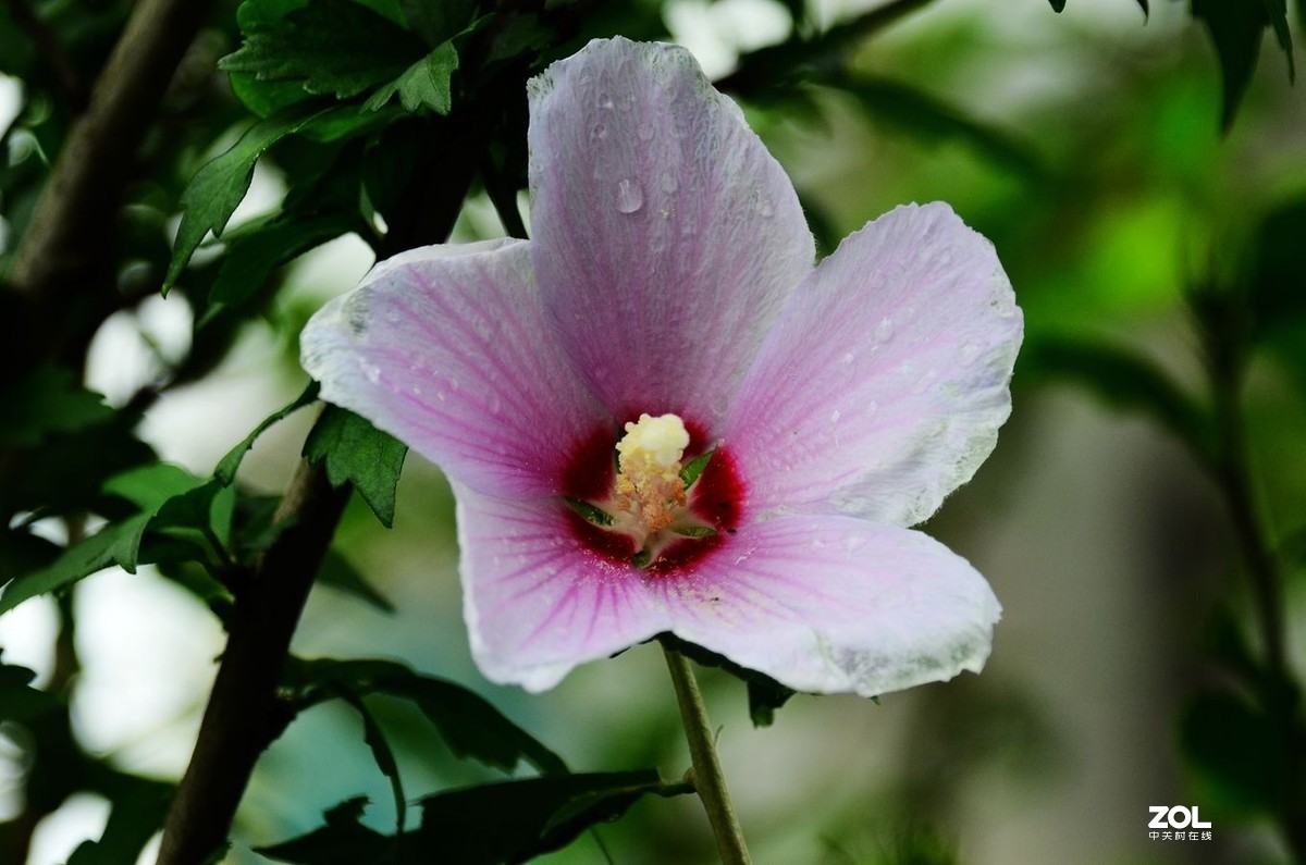 花卉系列【2065】