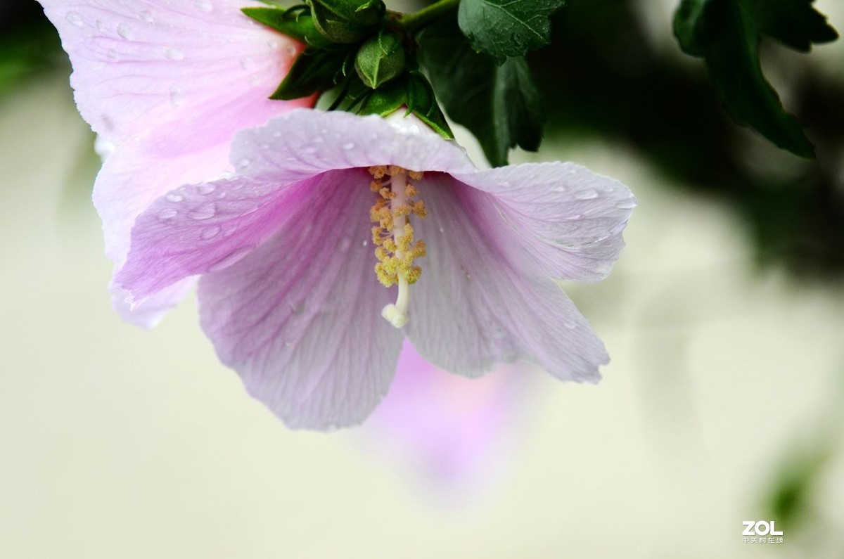 花卉系列【2065】