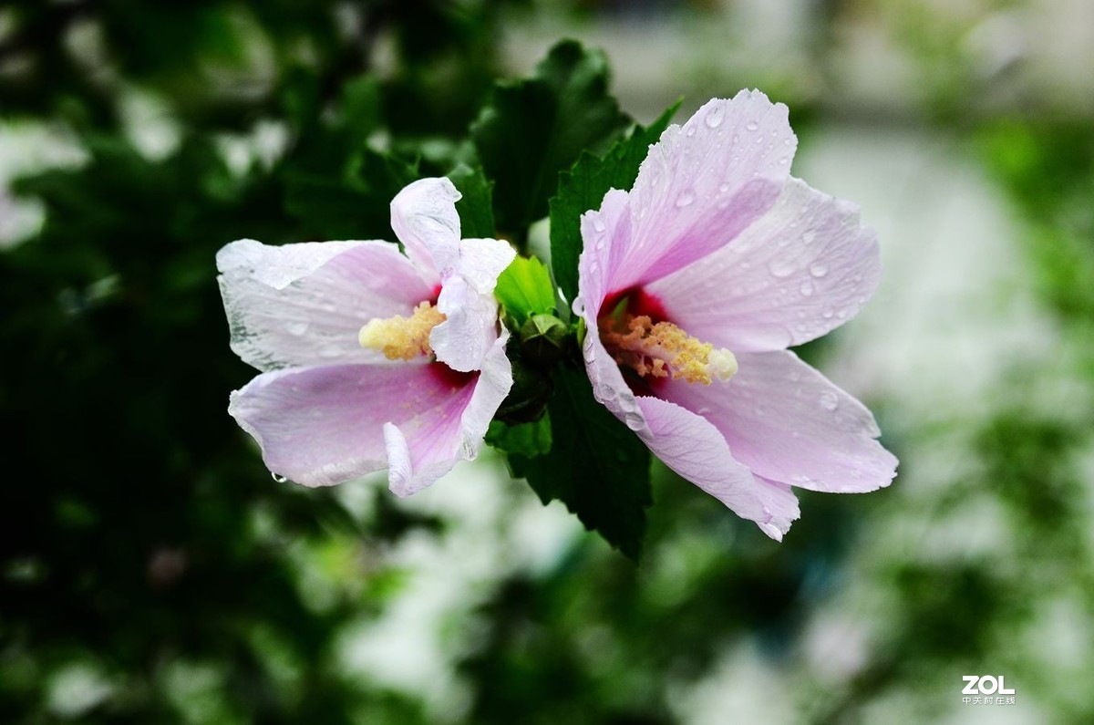 花卉系列【2065】