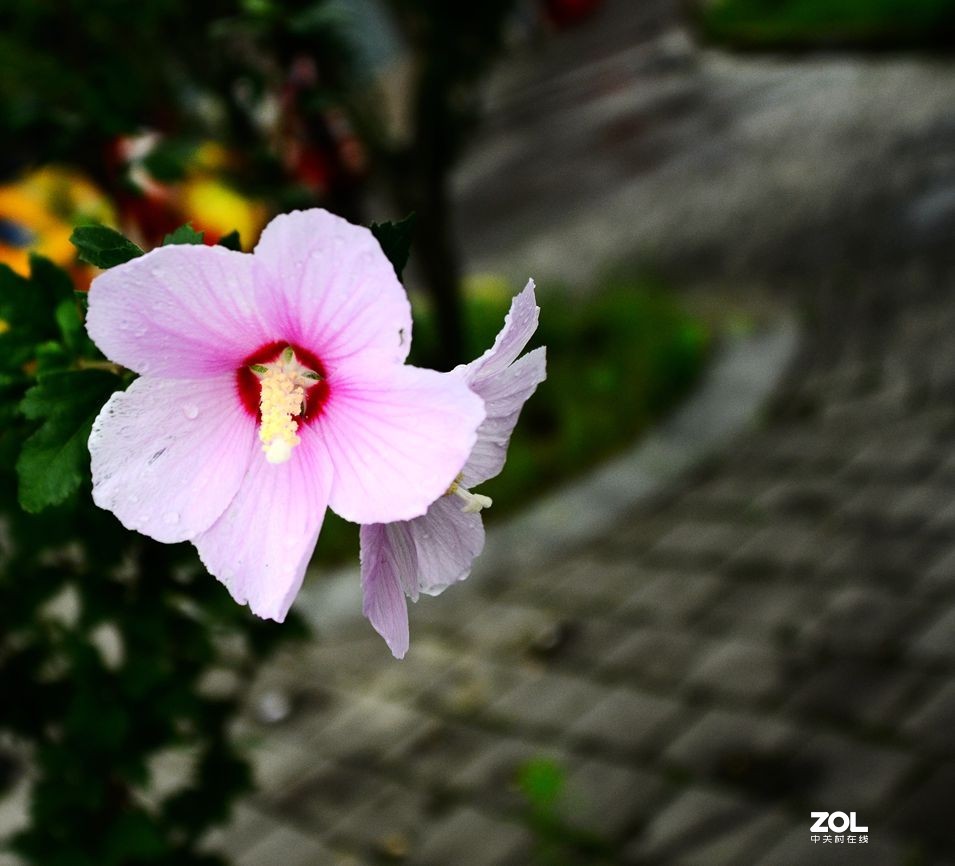 花卉系列【2065】